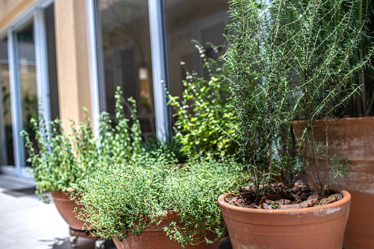 IFL-05-Espaco-Sabores-F4-ervas