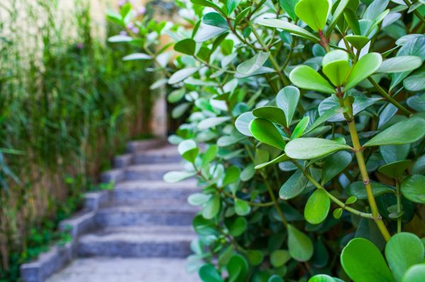 IFL-geral-F1-600x399